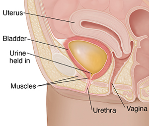 Closeup cross section of female pelvis showing bladder holding in urine.