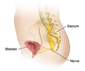 Cross section of female pelvis showing sacrum, sacral nerves, and bladder.