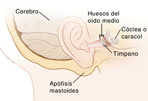 Vista lateral de la cabeza mostrando la apófisis mastoides, la oreja y las estructuras del oído interno.