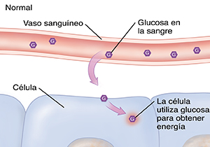 Corte transversal de un vaso sanguíneo y células que presentan un nivel de glucosa normal.