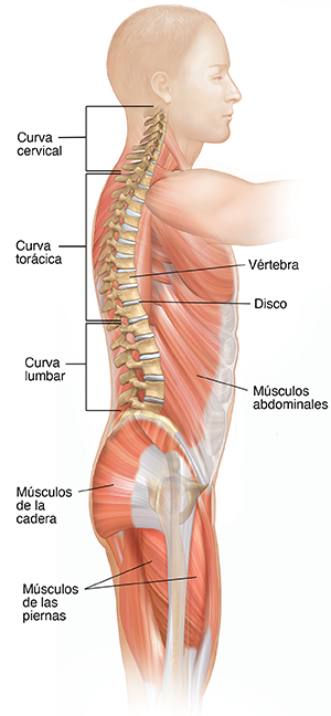 Vista lateral de un cuerpo de hombre donde pueden verse músculos y la columna vertebral.