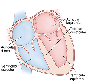Corte transversal de vista frontal de un corazón donde pueden verse las aurículas arriba y los ventrículos abajo. El tabique ventricular se encuentra entre el ventrículo derecho y el izquierdo.