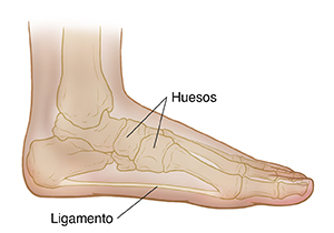 Vista lateral interior del pie de un niño donde se observan los huesos y el arco plano.