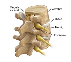 Vista posterior de tres cuartos de tres vértebras lumbares, de la médula espinal y de los nervios espinales.