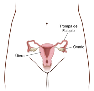 Vista frontal de la pelvis de una mujer donde se observa un corte transversal del útero, los ovarios y las trompas de Falopio.
