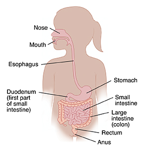 Outline of toddler girl showing digestive tract.